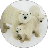 �}�j�g�o�B�`���[�`��