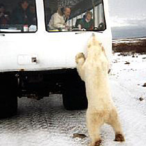 �}�j�g�o�B�`���[�`��