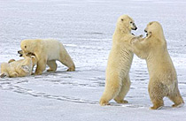 �}�j�g�o�B�`���[�`��