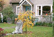 �V���[���b�g�^�E��(�v�����X�G�h���[�h���j