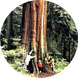 BC�B �{�[�G���A�C�����h