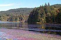 BC�B �{�[�G���A�C�����h